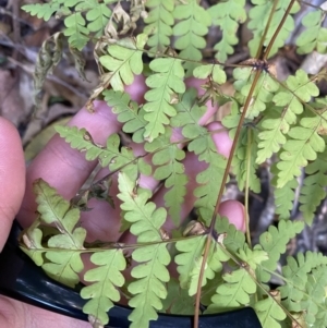 Histiopteris incisa at Beaumont, NSW - suppressed