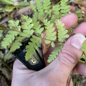 Histiopteris incisa at Beaumont, NSW - suppressed