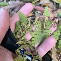 Histiopteris incisa at Beaumont, NSW - suppressed