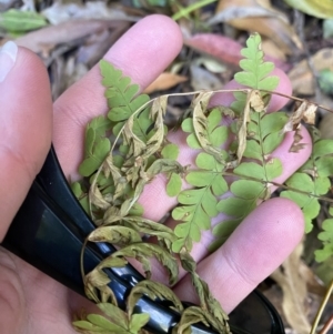 Histiopteris incisa at Beaumont, NSW - suppressed