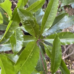 Pittosporum undulatum at Beaumont, NSW - 5 Oct 2023