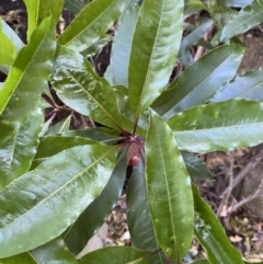 Pittosporum undulatum at Beaumont, NSW - 5 Oct 2023 10:01 AM