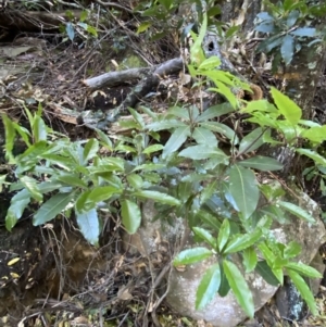 Pittosporum undulatum at Beaumont, NSW - 5 Oct 2023 10:01 AM