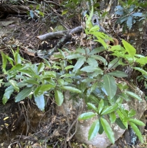 Pittosporum undulatum at Beaumont, NSW - 5 Oct 2023
