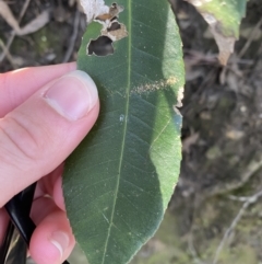 Ceratopetalum apetalum (Coachwood) at Beaumont, NSW - 5 Oct 2023 by Tapirlord