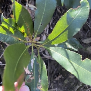Ceratopetalum apetalum at Beaumont, NSW - 5 Oct 2023 10:00 AM