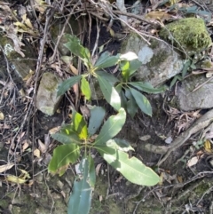 Ceratopetalum apetalum at Beaumont, NSW - 5 Oct 2023 10:00 AM