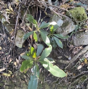 Ceratopetalum apetalum at Beaumont, NSW - 5 Oct 2023 10:00 AM