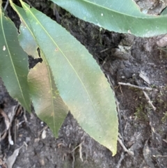 Ceratopetalum apetalum at Beaumont, NSW - 5 Oct 2023