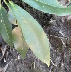 Ceratopetalum apetalum at Beaumont, NSW - 5 Oct 2023 10:00 AM