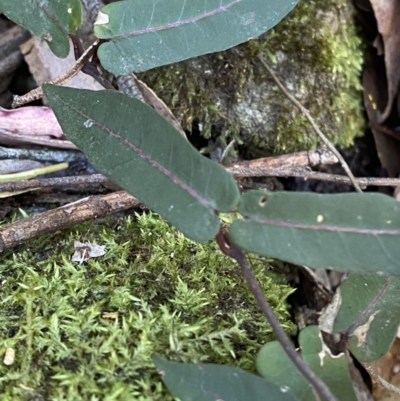 Parsonsia straminea (Common Silkpod) at Beaumont, NSW - 5 Oct 2023 by Tapirlord