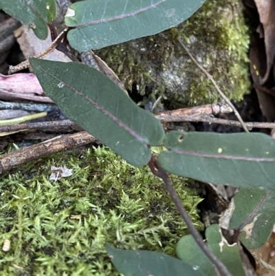 Parsonsia straminea (Common Silkpod) at Beaumont, NSW - 4 Oct 2023 by Tapirlord