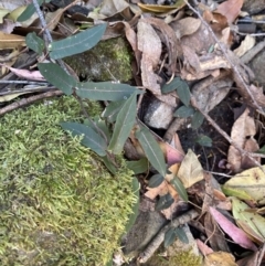 Parsonsia straminea at Beaumont, NSW - 5 Oct 2023