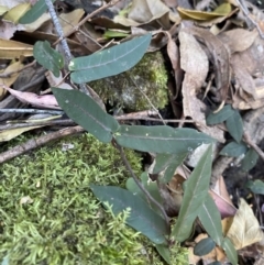 Parsonsia straminea at Beaumont, NSW - 5 Oct 2023