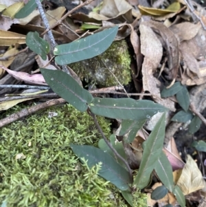 Parsonsia straminea at Beaumont, NSW - 5 Oct 2023