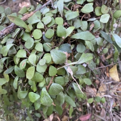 Pyrrosia rupestris (Rock Felt Fern) at Beaumont, NSW - 4 Oct 2023 by Tapirlord