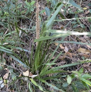 Lomandra longifolia at Beaumont, NSW - 5 Oct 2023 09:59 AM