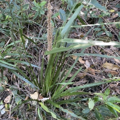 Lomandra longifolia (Spiny-headed Mat-rush, Honey Reed) at Beaumont, NSW - 4 Oct 2023 by Tapirlord