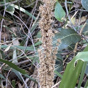 Lomandra longifolia at Beaumont, NSW - 5 Oct 2023