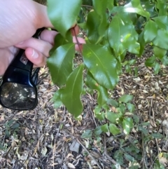 Syzygium smithii (Lilly Pilly) at Beaumont, NSW - 4 Oct 2023 by Tapirlord