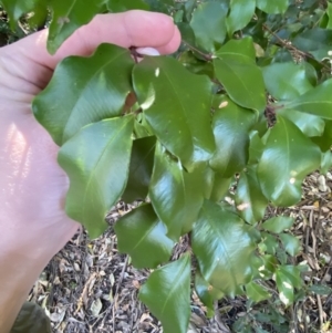 Syzygium smithii at Beaumont, NSW - 5 Oct 2023 09:59 AM