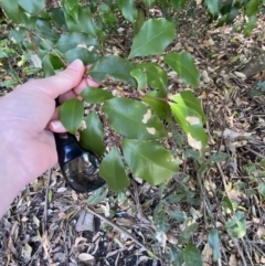 Syzygium smithii at Beaumont, NSW - 5 Oct 2023 09:59 AM