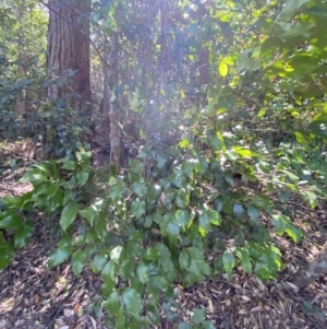 Syzygium smithii at Beaumont, NSW - 5 Oct 2023 09:59 AM