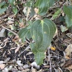 Smilax australis (Barbed-Wire Vine) at Beaumont, NSW - 5 Oct 2023 by Tapirlord