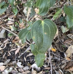 Smilax australis at Beaumont, NSW - 5 Oct 2023 09:58 AM