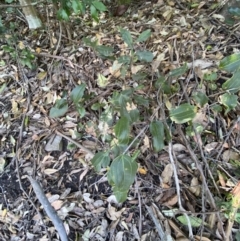 Smilax australis at Beaumont, NSW - 5 Oct 2023 09:58 AM