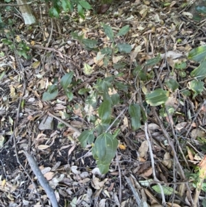Smilax australis at Beaumont, NSW - 5 Oct 2023