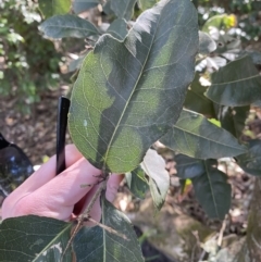 Notelaea venosa (Large Mock Olive) at Beaumont, NSW - 5 Oct 2023 by Tapirlord