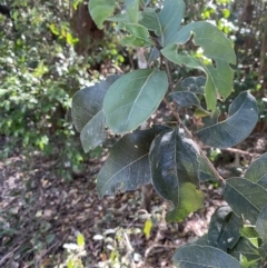 Notelaea venosa at Beaumont, NSW - 5 Oct 2023