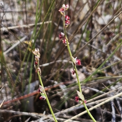 Gonocarpus tetragynus (Common Raspwort) at The Pinnacle - 29 Oct 2023 by sangio7