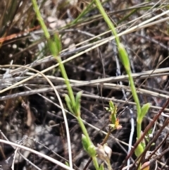 Gonocarpus tetragynus at Belconnen, ACT - 29 Oct 2023 11:07 AM