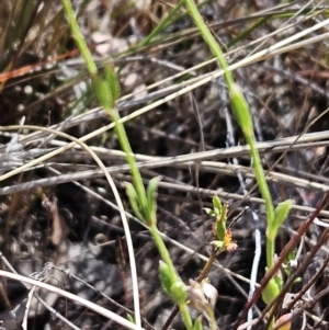 Gonocarpus tetragynus at Belconnen, ACT - 29 Oct 2023 11:07 AM