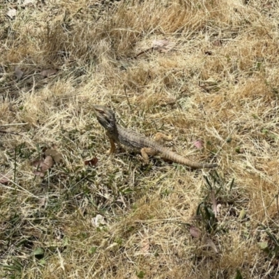 Pogona barbata (Eastern Bearded Dragon) at Aranda, ACT - 30 Oct 2023 by KMcCue