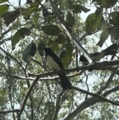 Rhipidura leucophrys (Willie Wagtail) at Kangaroo Valley, NSW - 30 Oct 2023 by lbradley