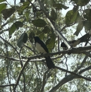 Rhipidura leucophrys at Kangaroo Valley, NSW - suppressed