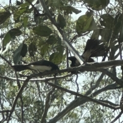 Rhipidura leucophrys at Kangaroo Valley, NSW - suppressed