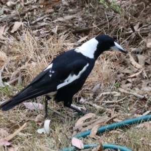 Gymnorhina tibicen at Aranda, ACT - 30 Oct 2023