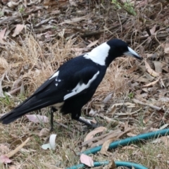 Gymnorhina tibicen (Australian Magpie) at Aranda, ACT - 30 Oct 2023 by KMcCue