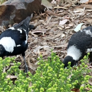 Gymnorhina tibicen at Aranda, ACT - 30 Oct 2023