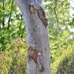 Eolophus roseicapilla (Galah) at Aranda, ACT - 30 Oct 2023 by KMcCue