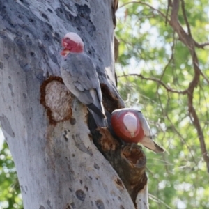 Eolophus roseicapilla at Aranda, ACT - 30 Oct 2023