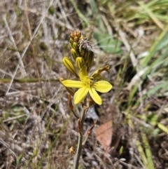 Bulbine bulbosa (Golden Lily, Bulbine Lily) at Belconnen, ACT - 29 Oct 2023 by sangio7