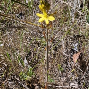 Bulbine bulbosa at Belconnen, ACT - 29 Oct 2023 11:22 AM