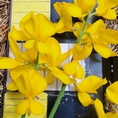 Spartium junceum (Spanish Broom ) at Yarralumla, ACT - 30 Oct 2023 by Steve818