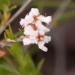 Leucopogon virgatus (Common Beard-heath) at Bruce Ridge to Gossan Hill - 28 Oct 2023 by ConBoekel