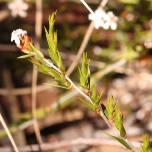 Leucopogon virgatus at Bruce, ACT - 29 Oct 2023